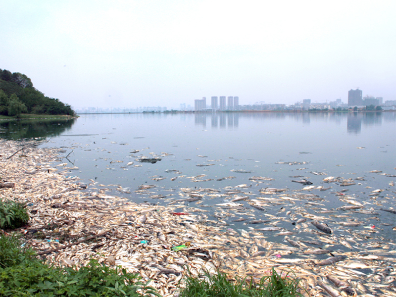 氨氮超标的危害