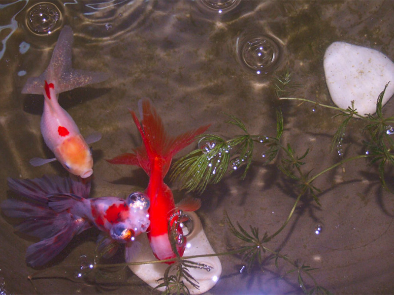 水产养殖亚硝酸盐高的危害