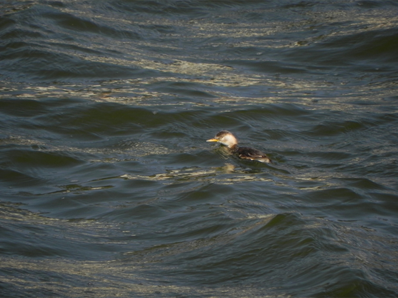 氨氮测定仪检定规程