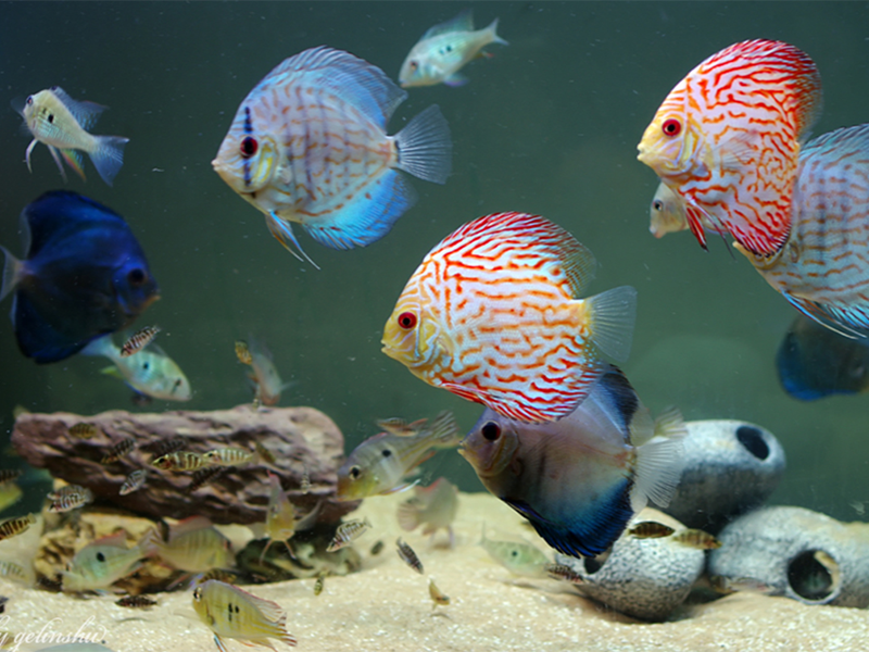 水产养殖PH值的重要性