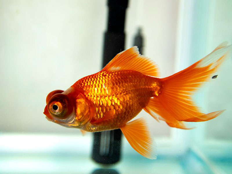 养鱼水质浑浊发黄是什么原因