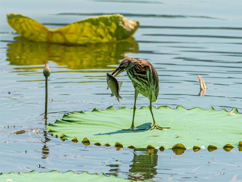 水质臭氧检测方法有哪些
