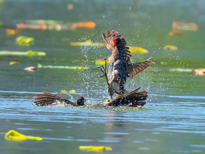 【问题讨论】水质检测中氨氮大于总氮是什么原因？