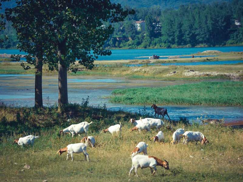 水质大肠杆菌检测标准