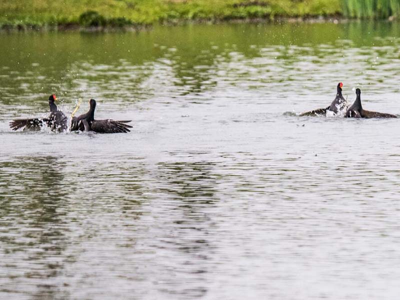COD氨氮检测仪测定原理