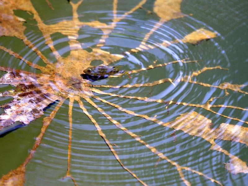 便携式二氧化氯检测仪怎么用