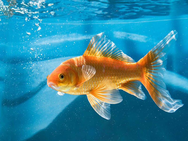 COD快速测定仪检测原理