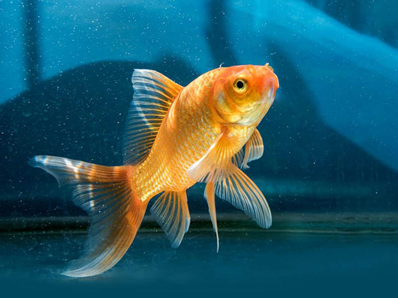 影响溶解氧检测仪的因素有哪些