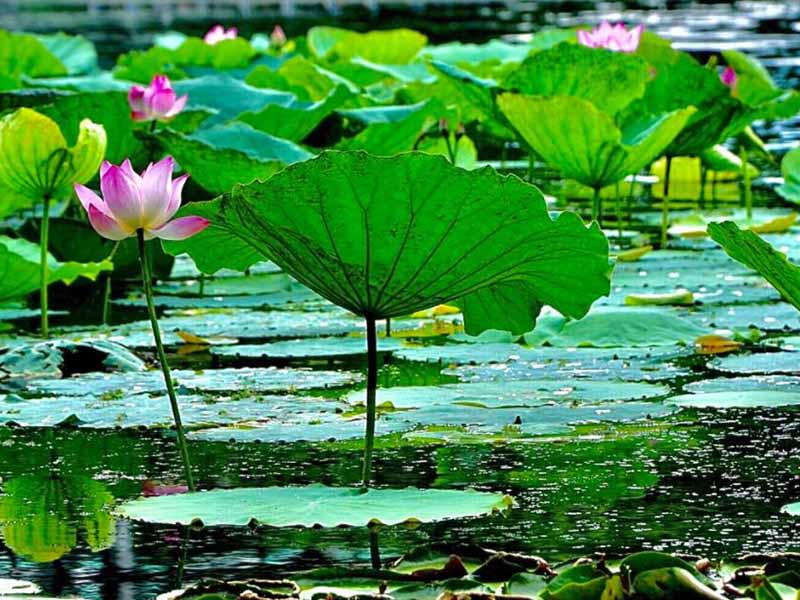 氨氮在线水质分析仪采集不到试剂怎么办