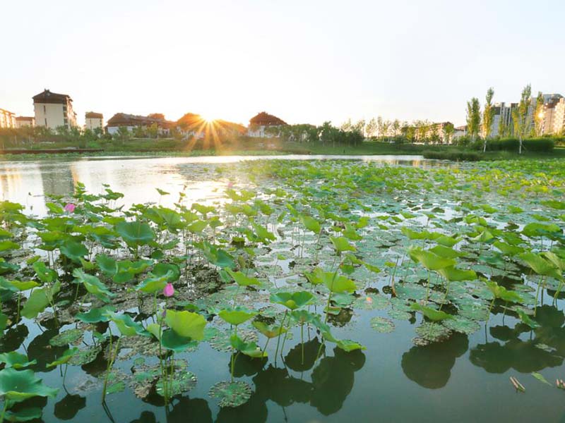 便携式蓝绿藻分析仪使用方法