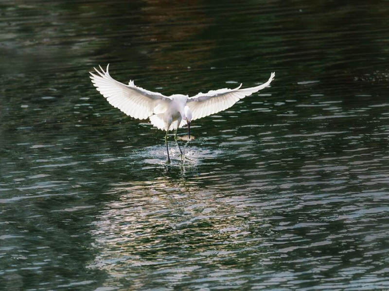水产养殖中氨氮亚硝酸盐如何降解