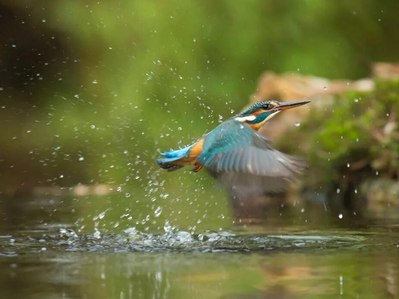 水质嗅味物质到底从哪里来的