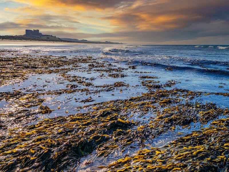 水中蓝绿藻是什么