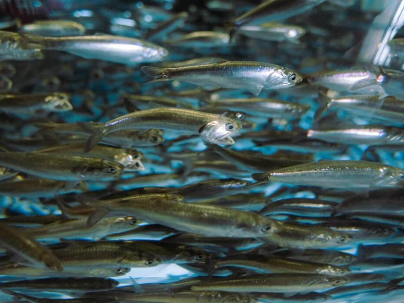 水产养殖检测仪检测项目有哪些