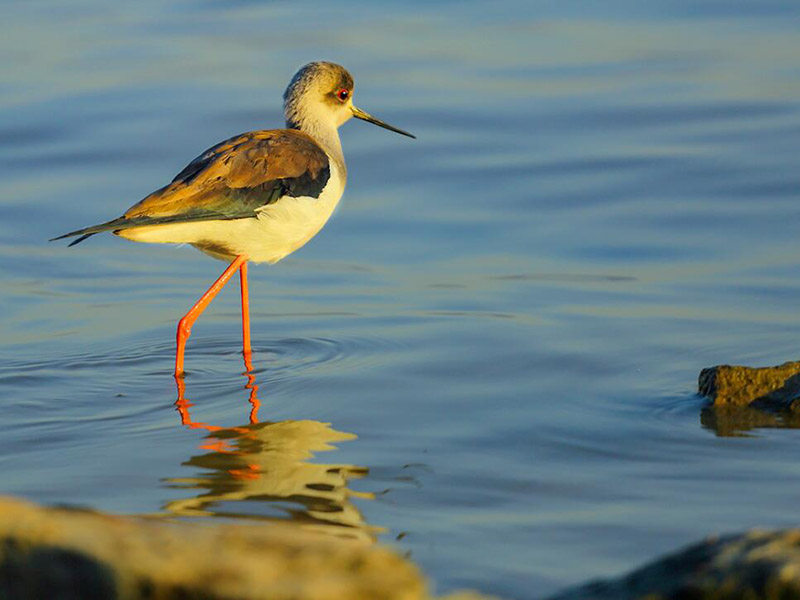我国水产养殖业水污染物排放情况