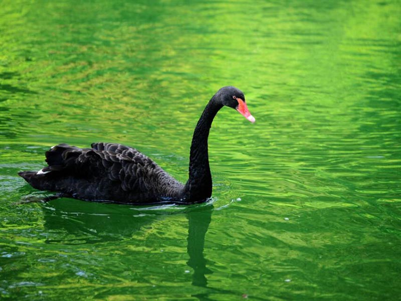 便携式蓝绿藻分析仪的作用