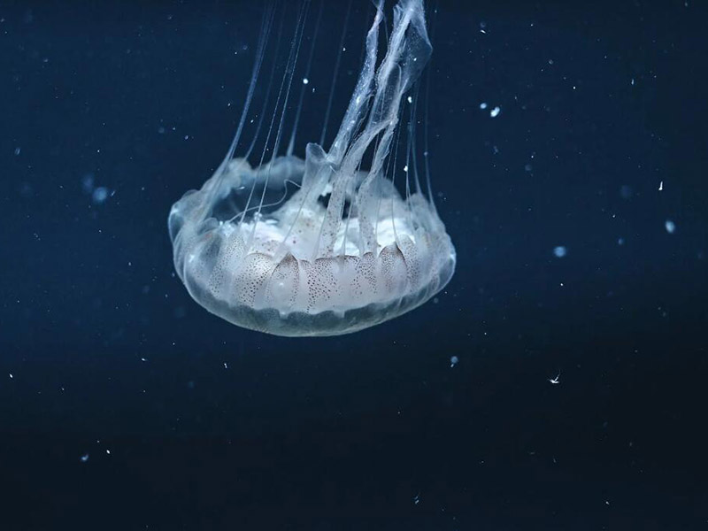 污水重金属超标怎么处理