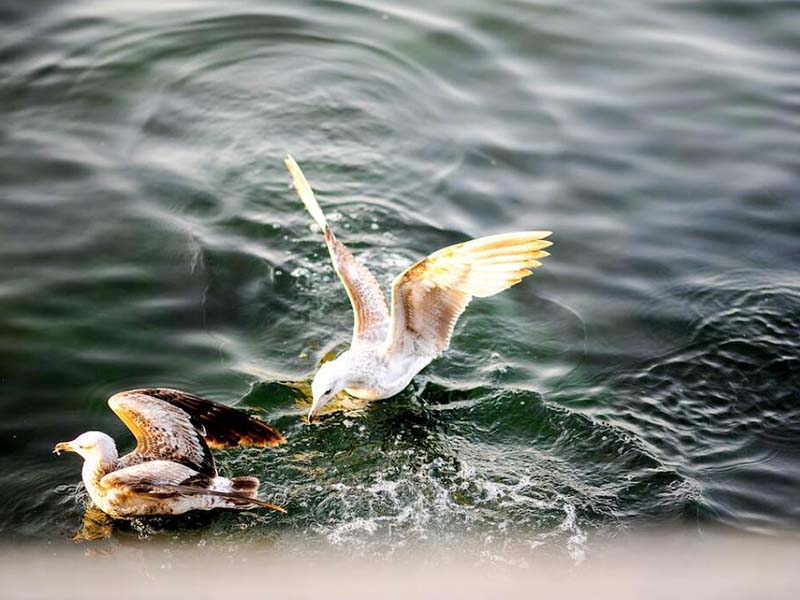 水质微生物指标及检测方法