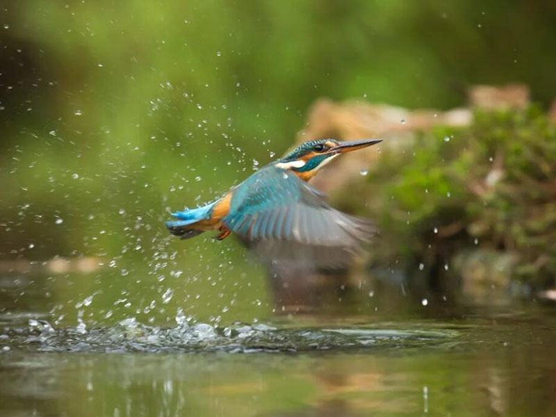 水产养殖氨氮正常值是多少