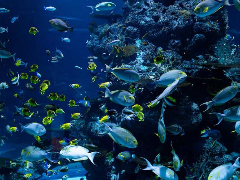 【涨知识】水产养殖行业水质监测指标有哪几项？