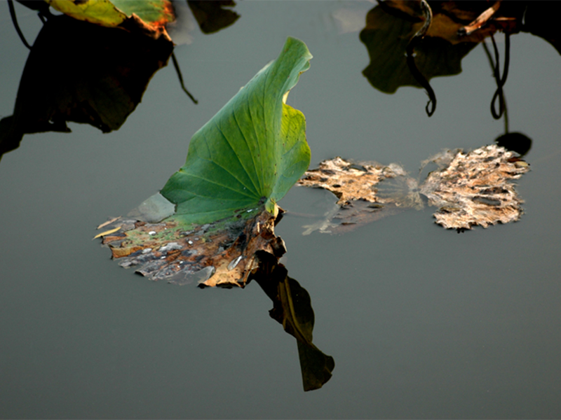 常德打造农村黑臭水体治理的“全国样板”