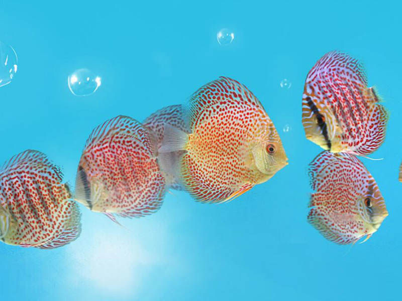 水产养殖水质亚硝酸盐超标怎么办