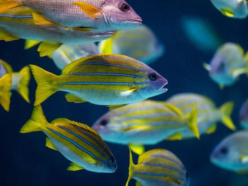 水质磷酸盐在水产养殖中多少合适