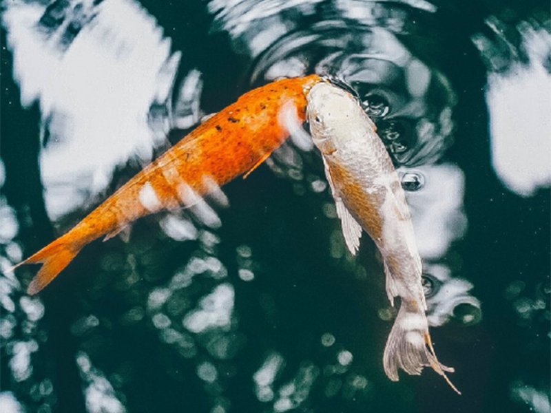 池塘溶解氧越高越好吗