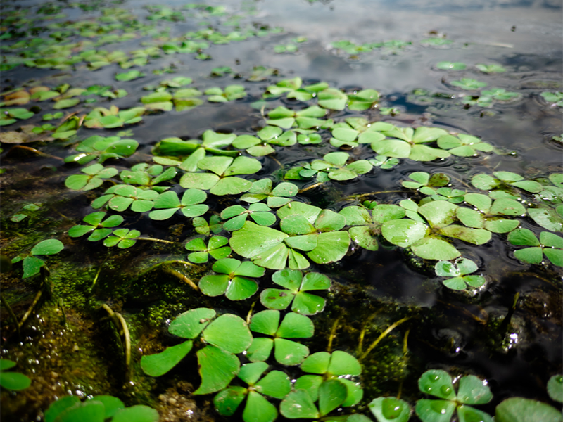 荧光法测定水质叶绿素a的原理