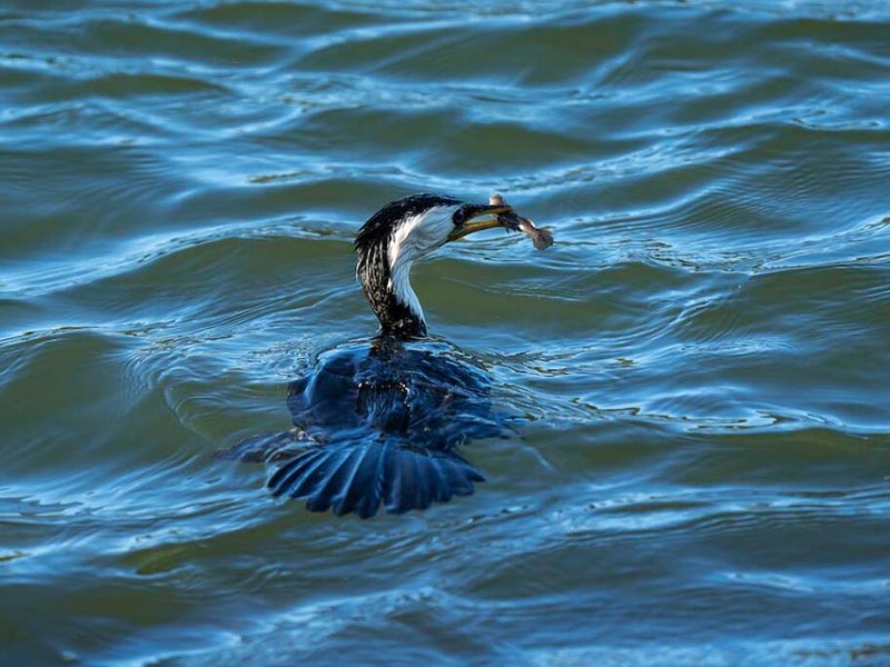 水质检测中pH与碱度的关系